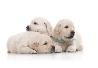small cute golden retriever puppy,  on white background