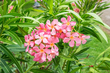 Oleander pink flower, Nerium oleander L,Apocynaceae, used make herbal plant