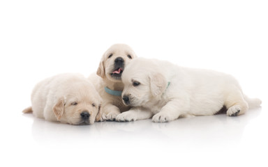 Obraz premium small cute golden retriever puppy, on white background