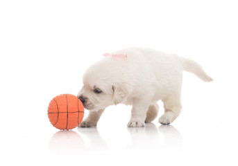 one onemonth golden retriaver play with small orange basketball ball . studio shot