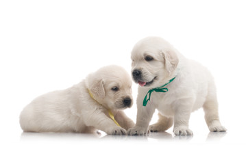 small cute golden retriever puppy,  on white background