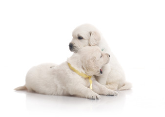 small cute golden retriever puppy,  on white background