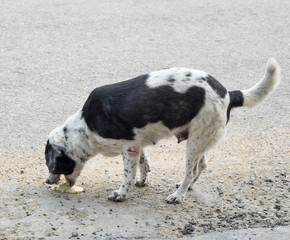 Dog pet sick vomit liquid