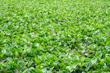 Water Hyacinth green a lot in river creek