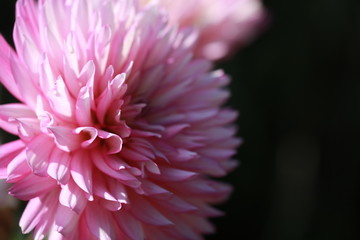 Dahlie Blüte