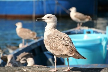 seagulls on a boat 