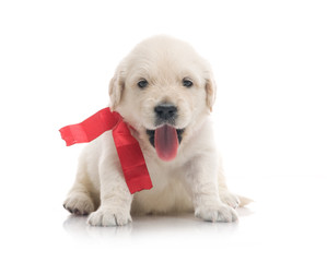 one onemonth golden retriaver . studio shot