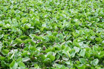 Water Hyacinth green a lot in river creek
