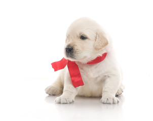 small cute golden retriever puppy,  on white background
