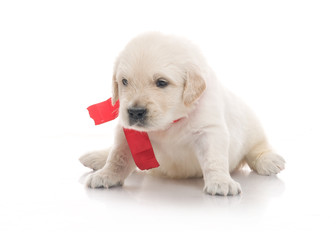 small cute golden retriever puppy,  on white background