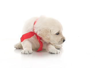 small cute golden retriever puppy,  on white background