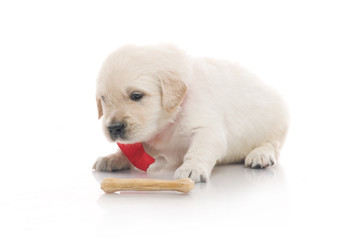 small cute golden retriever puppy,  on white background