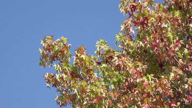 maple tree leaves in front of blue sky