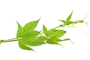 Obraz premium Fresh green grape leaves isolated on white background