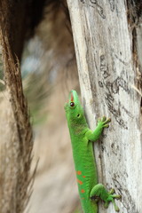 lézard sur un arbre