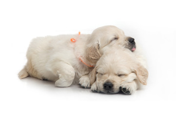 one month cute small golden retriever puppy at studio shot