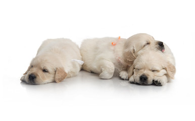 one month cute small golden retriever puppy at studio shot