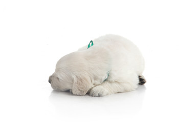 one month cute small golden retriever puppy at studio shot