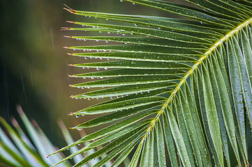 Raindrops on the branch of palm trees under a tropical downpour