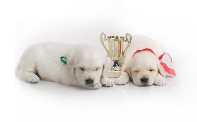 one month cute small golden retriever puppy at studio shot