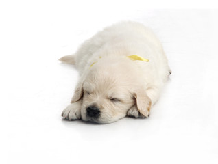 one month cute small golden retriever puppy at studio shot