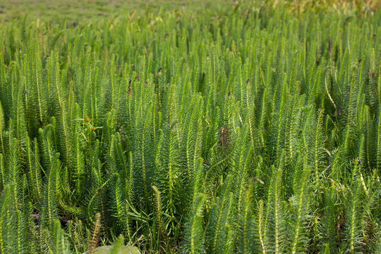 Common mare's tail Hippuris vulgaris. Aquatic plant