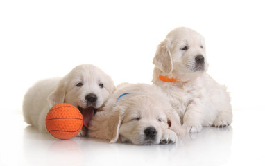 one month cute small golden retriever puppy at studio shot