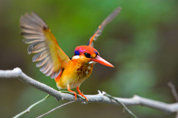 Oriental Dwarf Kingfisher bird