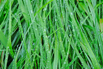 Fototapeta na wymiar beaten by rain and wind the leaves of sedges with drops