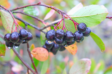bunch of chokeberry tree - Aronia melanocarpa