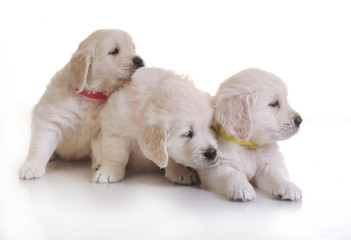 one month cute small golden retriever puppy at studio shot