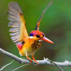 Oriental Dwarf Kingfisher bird