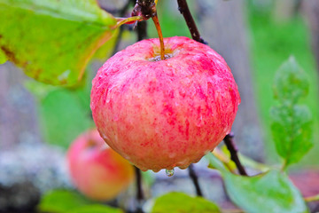 garden red Apple on a branch after the rain