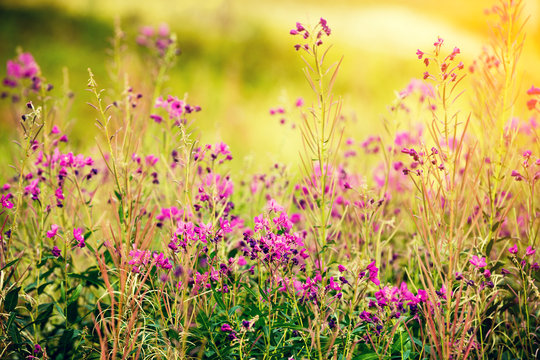 Blooming Sally Flowers In The Field At Sunset Light