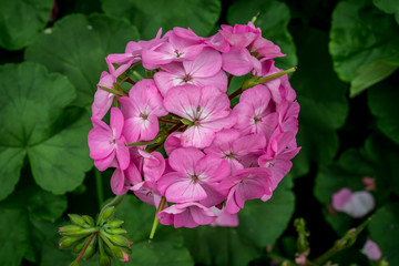 Pink flower on green leaves
