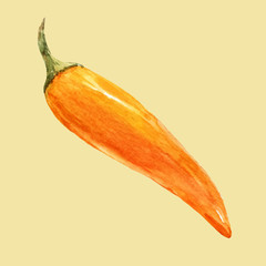 Watercolor hand drawn chilli