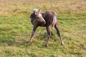 Obraz premium Little cute colt walk on autumn pasture