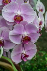 Fototapeta na wymiar Purple orchid in orchid farm