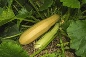 Joint on vegetable garden