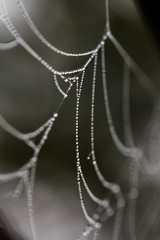 Spider web