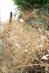 Fototapeta premium High withered grass in the field