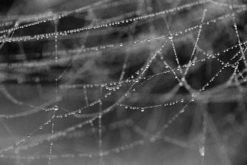 Spider web