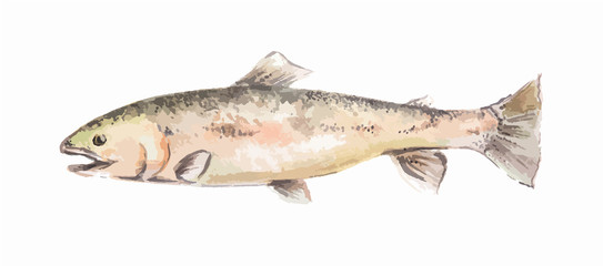 Isolated watercolor fish on white background. Fresh and raw seafood.