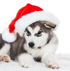 Animals. One puppy Husky white isolated, Christmas hat © erainbow