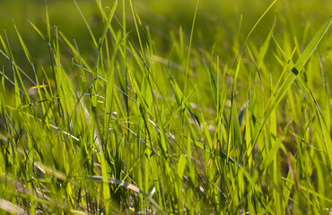 The grass in the sunlight closeup.