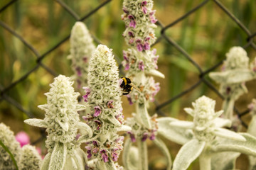 Plant and bee