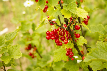 Red currant
