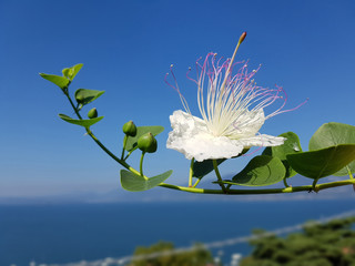 Kapernblueten; Kapernstrauch; Capparis; spinosa