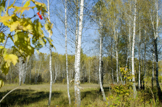 Fototapeta beautiful landscape birch wood fall  