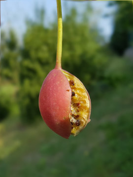 Kapernfrucht; Kapernstrauch; Capparis; spinosa
